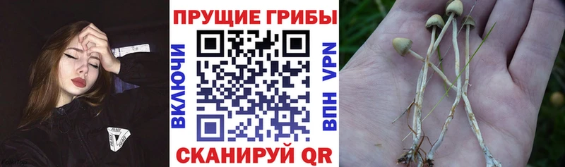 Галлюциногенные грибы ЛСД Беломорск